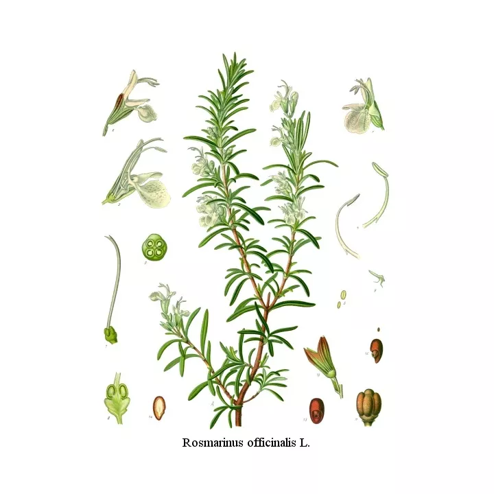 ROSEMARY LEAF IPHYM Kruiden Rosmarinus officinalis