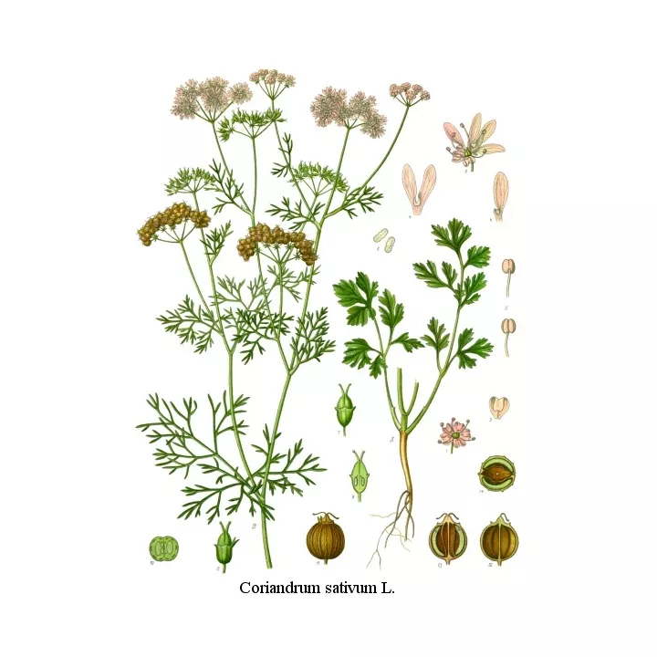 CILANTRO Coriandrum sativum FRUTA IPHYM Herboristería