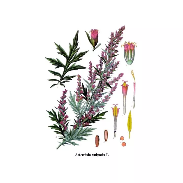 Beifuß (vulgär) Blatt HERBORISTERIE Artemisia vulgaris