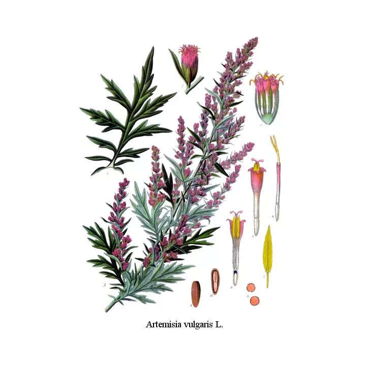 La artemisa (vulgar) Hoja Herboristerie Artemisia vulgaris