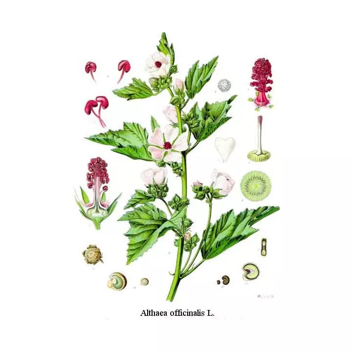 MARSHMALLOW radice taglio Althaea officinalis L. Herb IPHYM