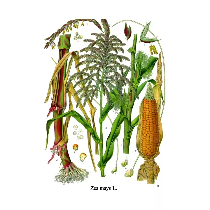 STIGMA ma tagliato IPHYM Erboristeria Zea mays L.