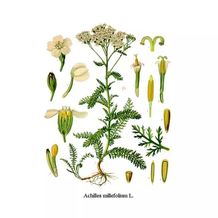 MILLE FOGLIE CUP IPHYM luminare Herb Achillea millefolium L.