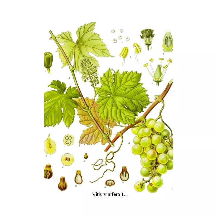 Hoja cortada de vid roja Iphym Herboristería Vitis vinifera