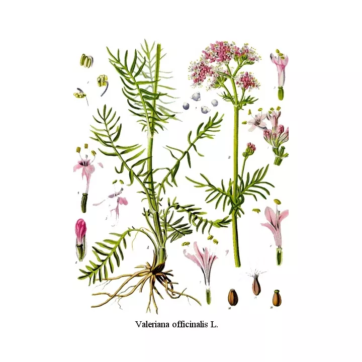 VALERIANE ROOT CUT IPHYM erbe Valeriana officinalis L.