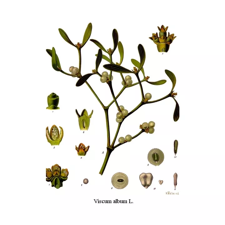 Folha GUI álbum IPHYM Viscum L. Herbalism