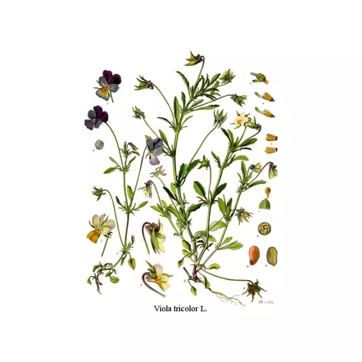 PENSEI plantas selvagens CUT IPHYM Herbalism Viola tricolor L. / V. arvensis Murray
