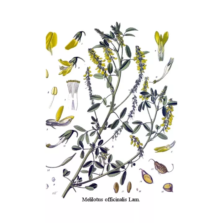 Gelber Steinklee Schnittblume Iphym Herboristerie Melilotus officinalis L.