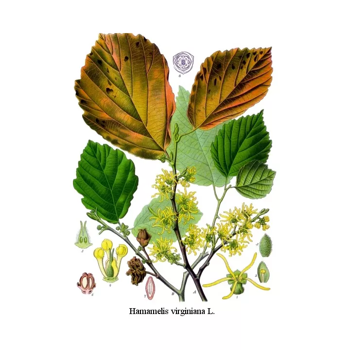 Folhas avulsas Hamamelis IPHYM Herbalism Hamamelis virginiana L.