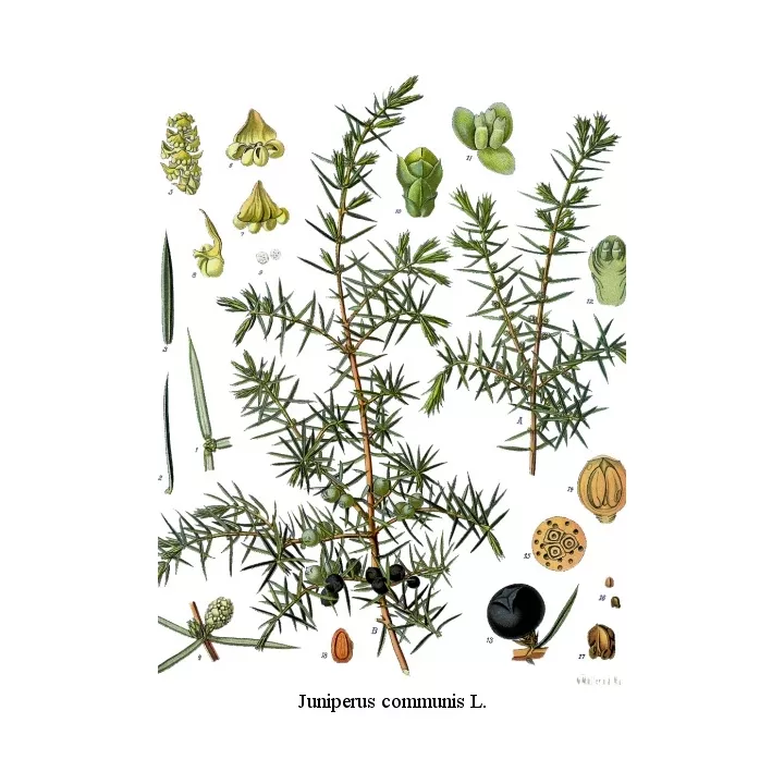 Bacche di ginepro frutta IPHYM Herbalism Juniperus communis