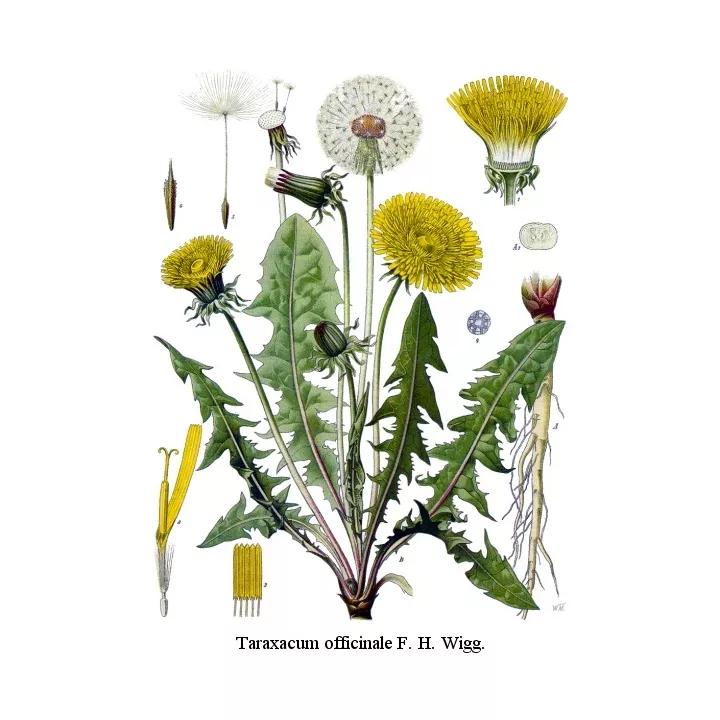 Diente de león raíz CUT IPHYM herboristería Taraxacum officinale