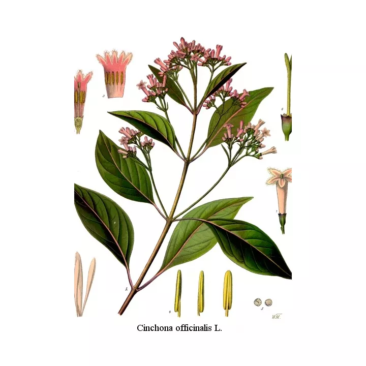 Quinquina red cut bark Iphym Herboristerie