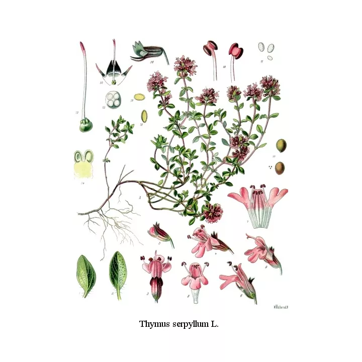 SERPOLET CORTE DE LA PLANTA IPHYM hierba Thymus serpyllum L.