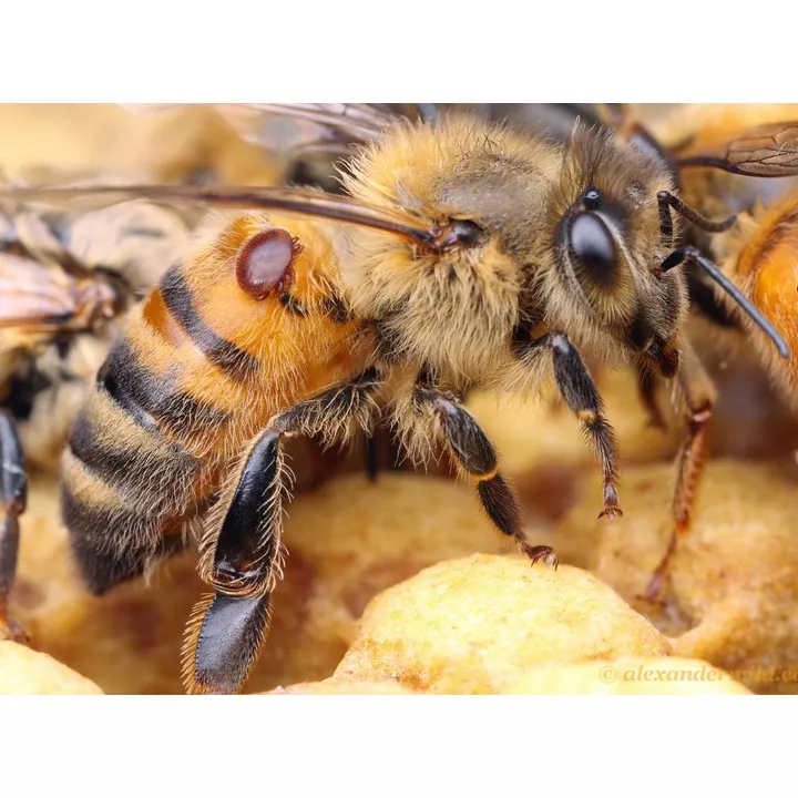 ácido oxálico API-BIOXAL para o tratamento de varroa na colmeia de abelhas