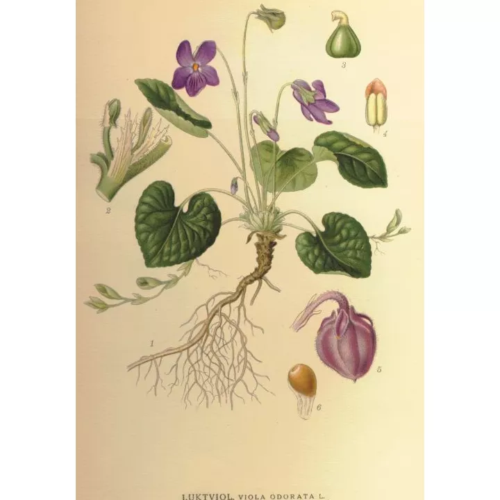 VIOLETTE FLEUR IPHYM Herboristerie Viola odorata L.