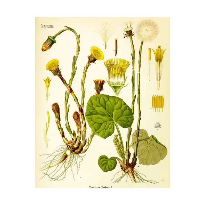Huflattich Schnittblatt Iphym Herboristerie Tussilago farfara L.