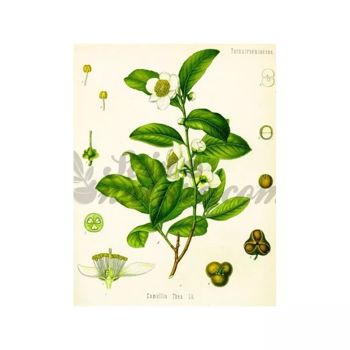 Folhas inteiras de chá verde Iphym Herbalism Camellia sinensis