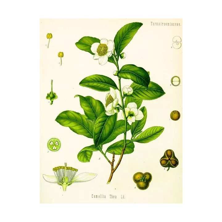 THE VERT ENTIERE IPHYM Herboristerie Camellia sinensis (L.)