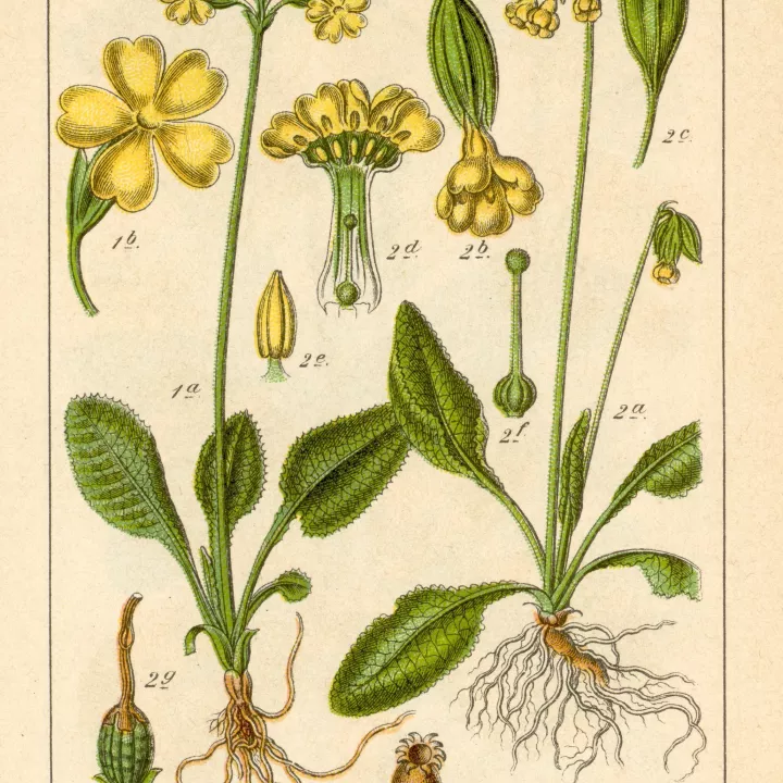 PRIMROSE FIORE IPHYM Herbalism Primula officinalis / P. Veris L.