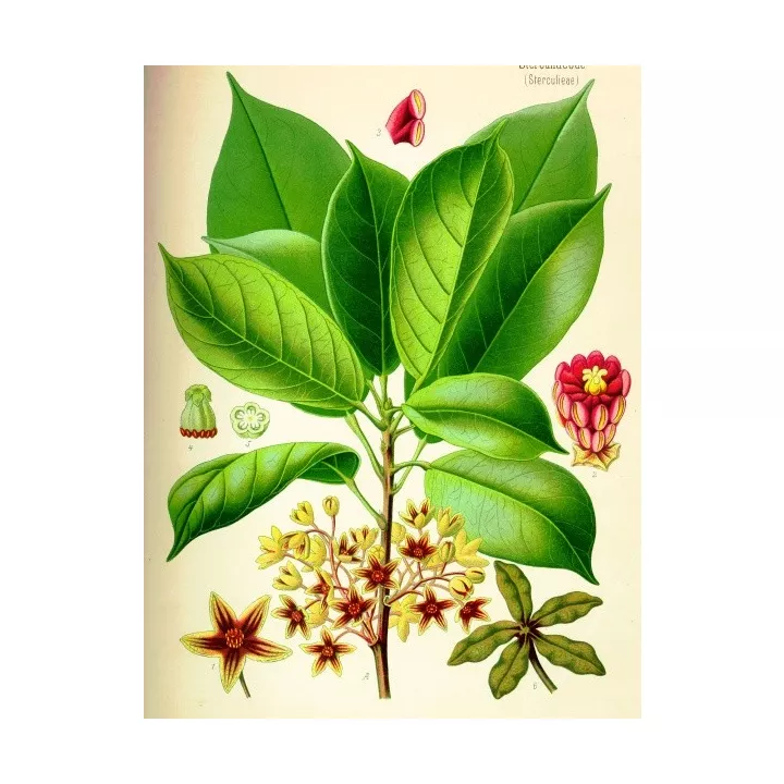 WALNUT COLA gesneden IPHYM Herbalism Cola nitida / C. acuminata