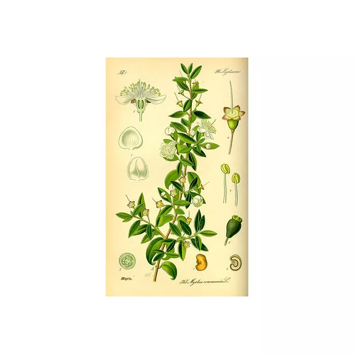 MYRTLE folha inteira IPHYM Herbalism myrtus