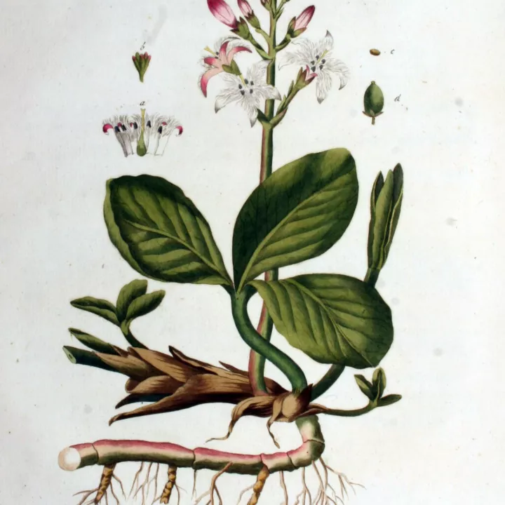 MENYANTHE hoja del trébol del corte de agua IPHYM Herboristería Menyanthes trifoliata L.