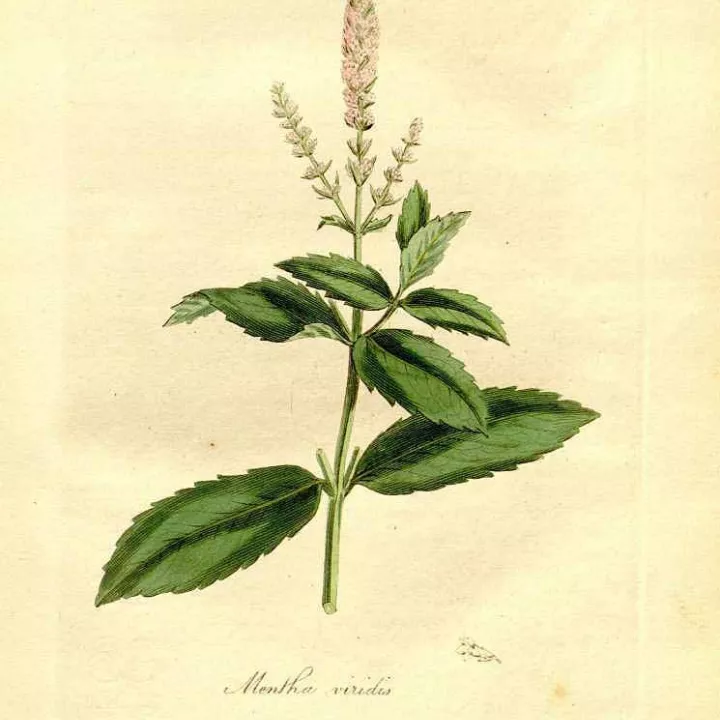 MENTHE DOUCE FEUILLE ENTIERE IPHYM Herboristerie Mentha viridis L.