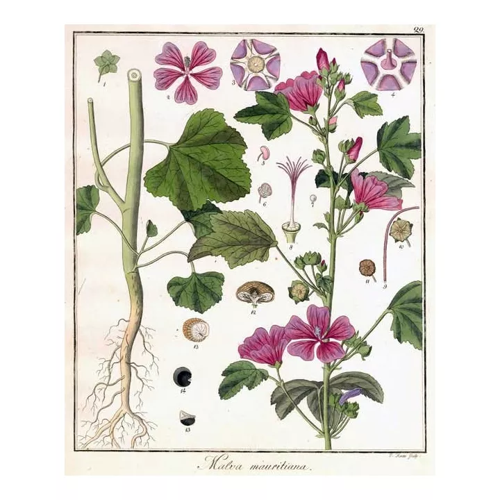 MAUVE SAUVAGE FEUILLE COUPEE IPHYM Herboristerie Malva sylvestris L.