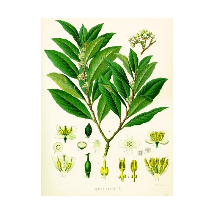Losse vellen IPHYM Herbalism LAUREL Laurus nobilis