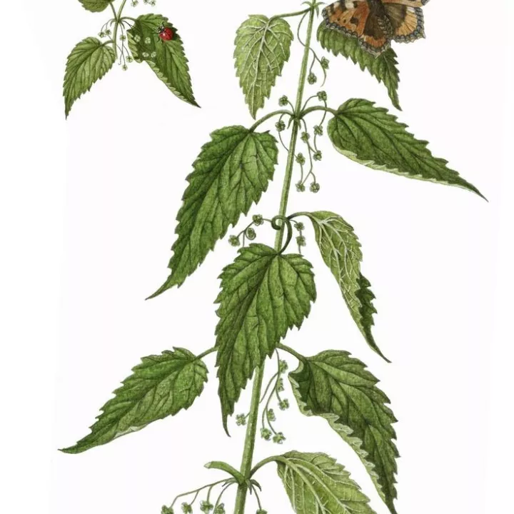 Ortie piquante Urtica dioica corte de raíz L. Hierba IPHYM