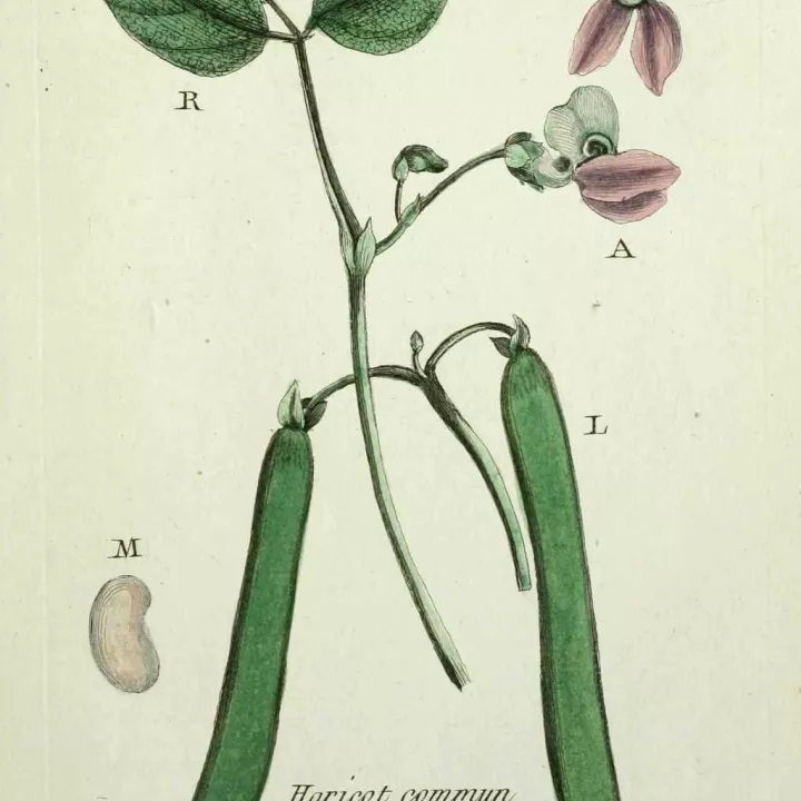 Boneschil CUT IPHYM Herbalism Phaseolus vulgaris L.