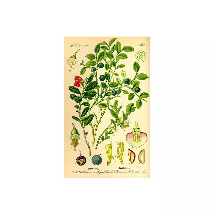 AIRELLE BAIE MYRTILLE ENTIERE  IPHYM Herboristerie Vaccinium myrtillus L.