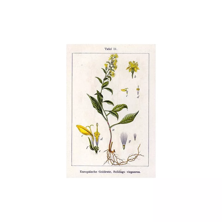 VERGE D'OR PLANTE COUPEE IPHYM Herboristerie Solidago virga aurea