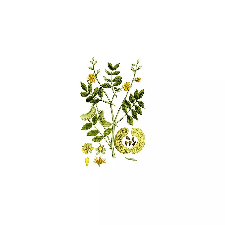 SENE FOLIOLE ENTIERE (feuille) IPHYM Herboristerie Cassia senna / Cassia angustifolia