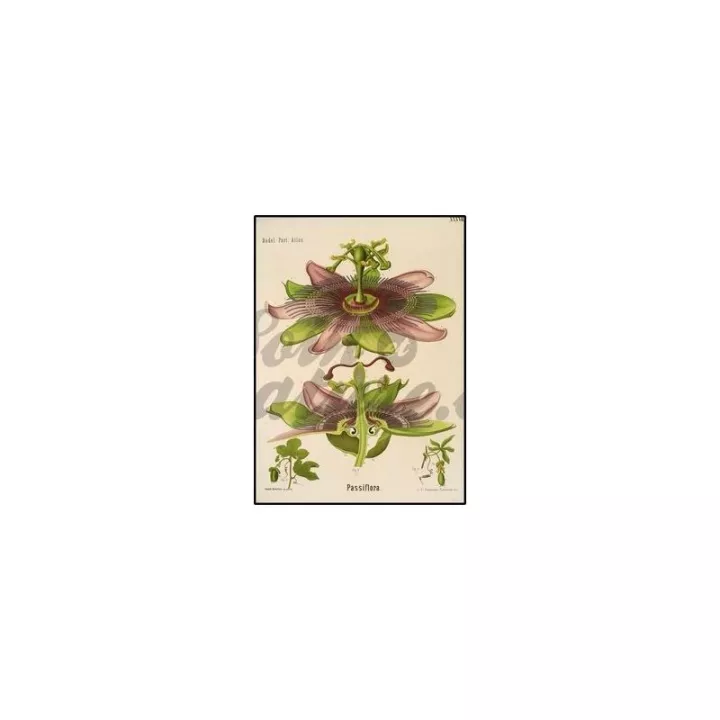 PASSIFLORE cortar hierba planta IPHYM Passiflora incarnata L.