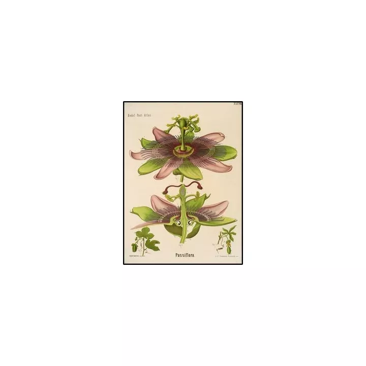 PASSIFLORE schneiden IPHYM Herb Pflanze Passiflora incarnata L.