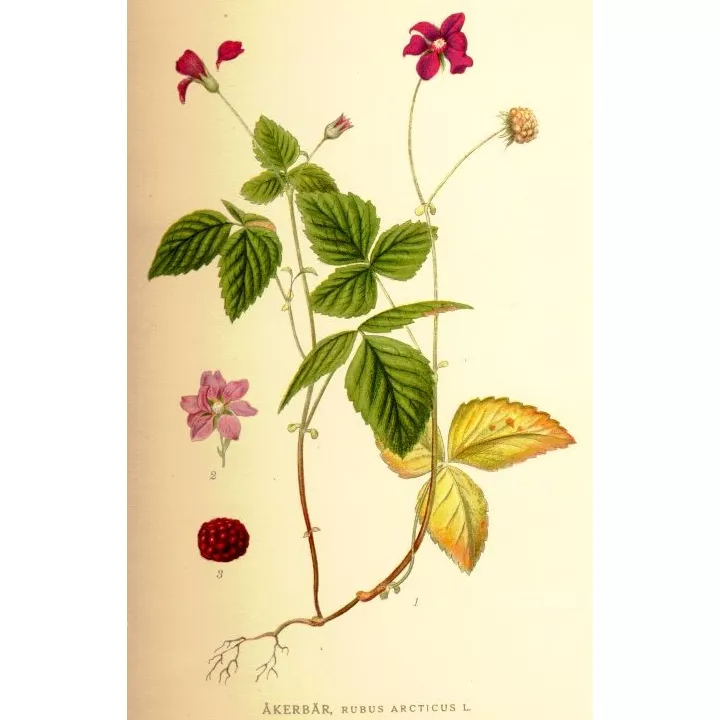 Brombeere Schnittblatt Iphym Herboristerie Rubus Sp.