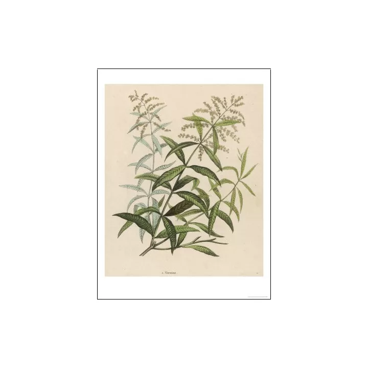 Sweet Verbena Whole Leaf Iphym Herboristerie Lippia citriodora