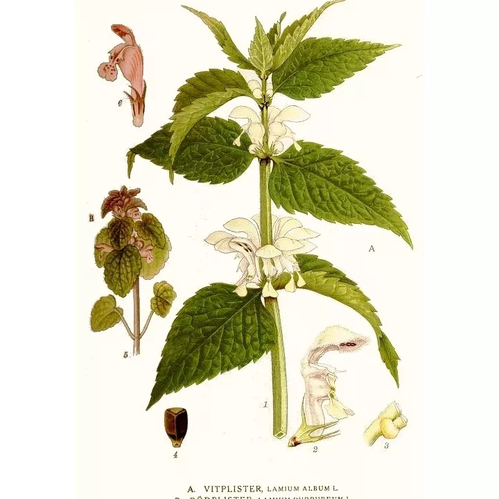 ORTIE White luminary (LAMIER) IPHYM Herbalism Lamium album L.