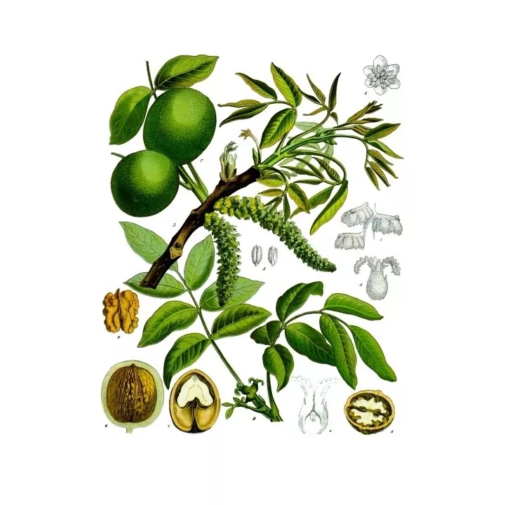 Folha da noz CUT IPHYM Herb Juglans L. regio