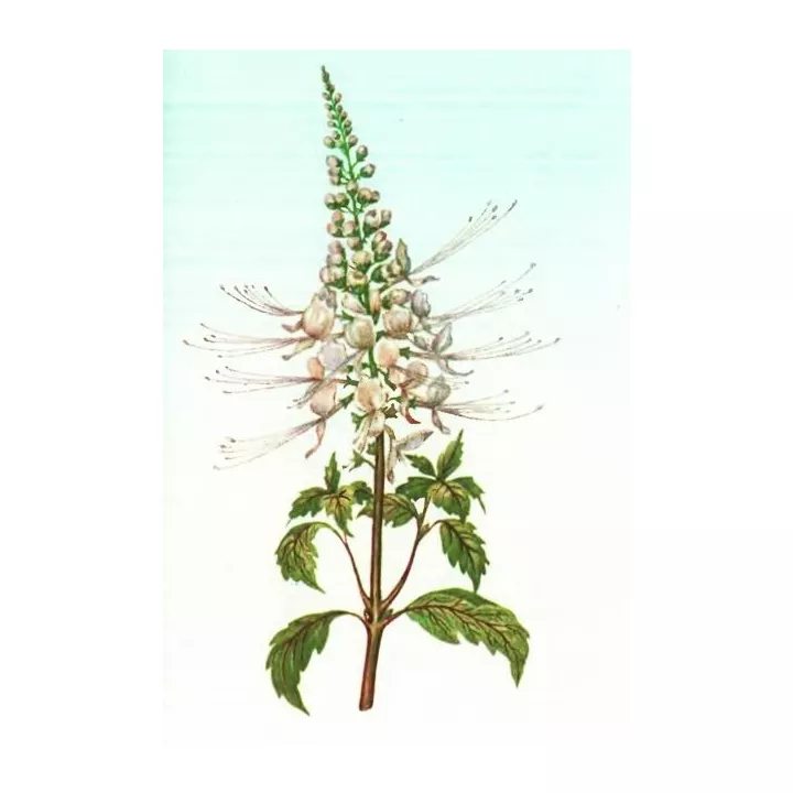 ORTHOSIPHON BLATT CUT IPHYM Herbalism Orthosiphon stamineus B.