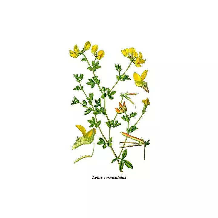 LOTIER CORNICULE ORDINAIRE COUPE IPHYM Herboristerie Lotus corniculatus L.