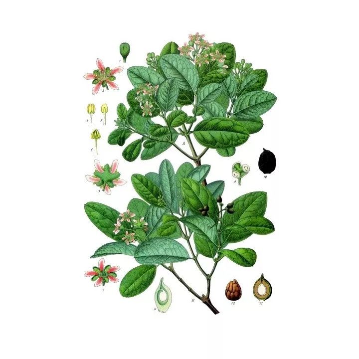 Boldo Leaf cut IPHYM Herbalism Peumus boldus M.