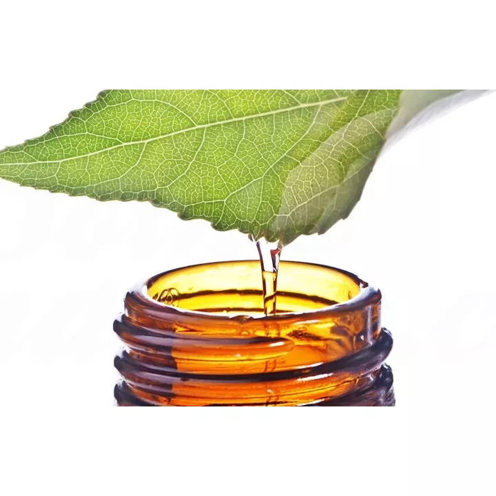 Ficus carica bourgeons de figuier 1DH Boiron