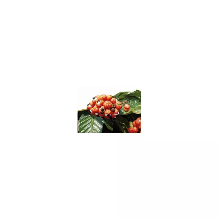 EPS PHYTOSTANDARD GUARANA EPS PHYTOPREVENT