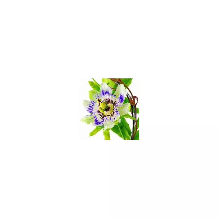Экстракт медицинского растения EPS Passionflower Pileje