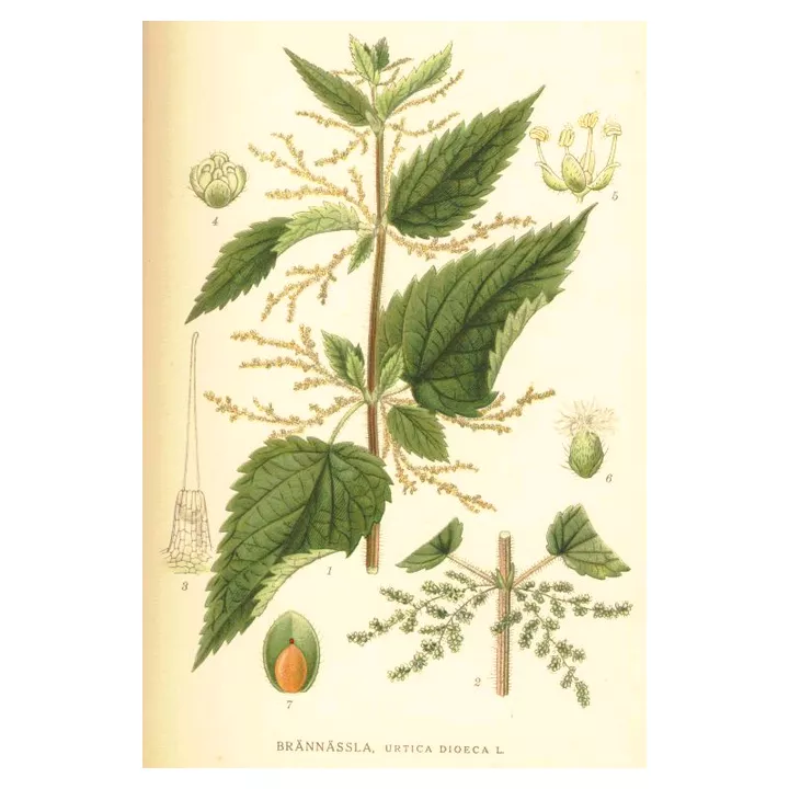 Nesselblatt stechend IPHYM Urtica dioica L. Herb