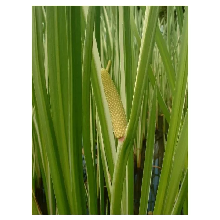 Acore odorant (Calamus) Rhizome coupé HERBORISTERIE