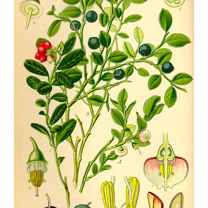 Heidelbeere (Heidelbeere) Vaccinium myrtillus Blatt HERBORISTERIE