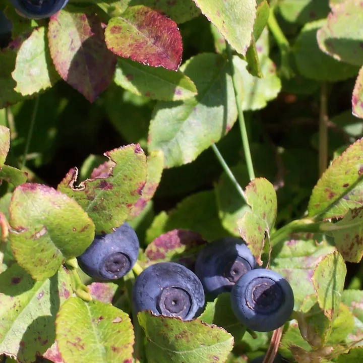 Heidelbeere (Heidelbeere) Vaccinium myrtillus Blatt HERBORISTERIE